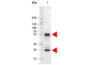 Anti-IgG Rabbit Polyclonal Antibody (AP (Alkaline Phosphatase))