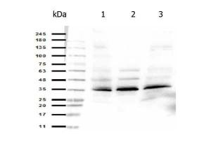 ORAI-1 antibody 25 µl