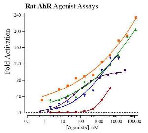 Rat AhR reporter assay system