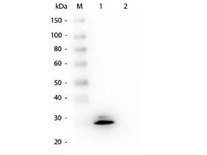 GSTO1 antibody 100 µg