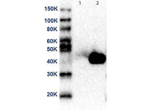 MEK2 N-term antibody 25 µl