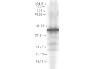 HSP40 YDJ1 antibody 100 μg