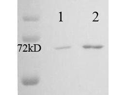 HSP70 HSC70 antibody 100 μg