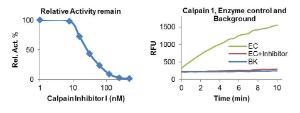 Human Calpain 1 Inhibitor Screening Kit, BioVision (Fluorometric)