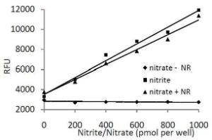 Nitrite, nitrate assay in the presence and absence of nitrate reductase. Assays were performed according to the kit protocol with 1 hour conversion of nitrate to nitrite at Step 5.