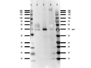 FFAR4 antibody 25 µl