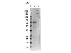 ROR gamma PS203 antibody 25 µl