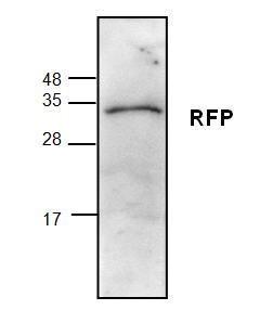 Western-Blot-Analyse von rekombinanten Proteinen Red (200 ng).