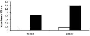 LDH Cytotoxicity Assay Kit II. Jurkat T cells were cµltured in 96-well plate in 100 μl of cµlture medium. LDH Assay was performed using 10μl of cµlture medium using the WST probe. Low control (white bar); High control (black bar)