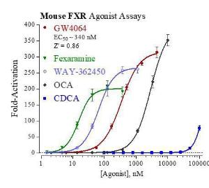 Mouse FXR reporter assay system