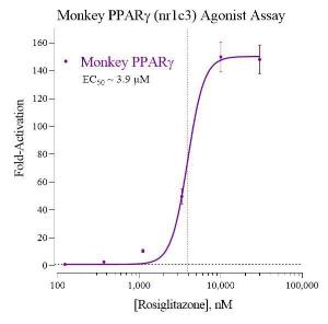 Cyn monkey PPARg reporter assay system