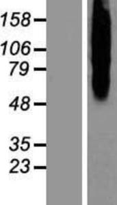 Calcitonin receptor Lysate (Adult Normal), Novus Biologicals (NBP2-10768)