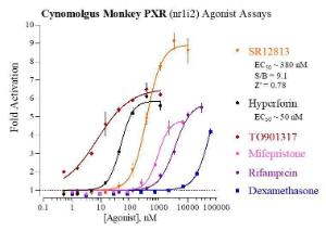 Cyn monkey PXR reporter assay system