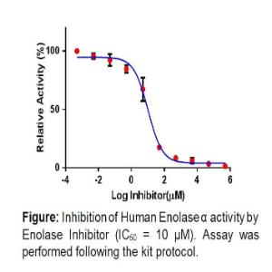 Human Enolase Inhibitor Screening Kit