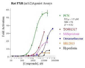 Rat PXR reporter assay system