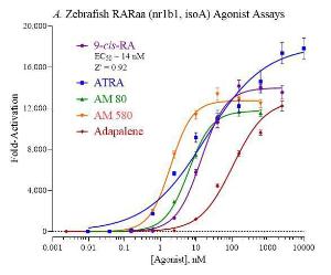 Zebrafish RARa isoform A reporter assay system