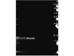 B-phycoerythrin antibody 25 μl