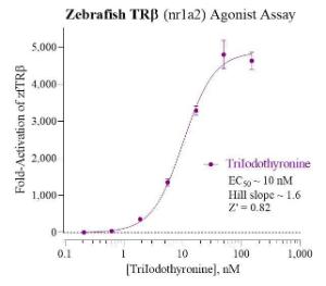 Zebrafish TRb reporter assay system