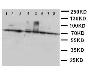 Anti-Ku70 Rabbit Polyclonal Antibody