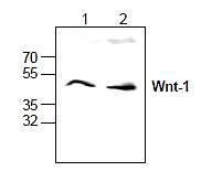 Westrn blot analysis of Wnt-1 expression in Jurkat cell lysates (Lane 1, 2).