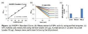 Figure: (a) NADPH Standard Curve. (b) Measurement of GPx activity using purified enzyme. (c) GPx Activity was measured using rat liver lysate (23 µg), human serum (1 µl) and HeLa cell lysate (16 µg). Assays were performed following the kit protocol.