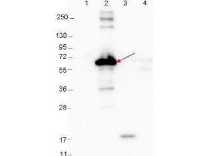 Anti-DBPA antibody (RB)