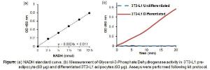 Figure: (a) NADH standard curve. (b) Measurement of Glycerol-3-Phosphate Dehydrogenase activity in 3T3-L1 preadipocyte (60 µg) and differentiated 3T3-L1 adipocytes (60 µg). Assays were performed following kit protocol