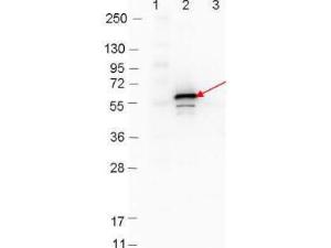 Anti-DBP-B antibody (RB)
