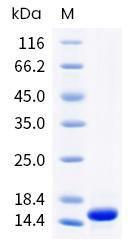 Activin A protein, Human, Mouse, Rat, Cynomolgus, Rhesus, Recombinant, HPLC-verified