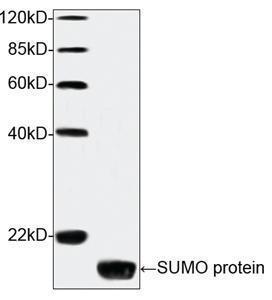 Anti-SUMO Tag Mouse Monoclonal Antibody [clone: 4G11E9]