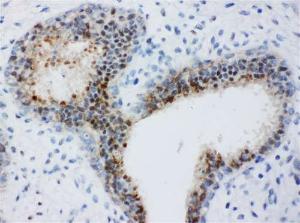 Anti-BUB3 Rabbit Polyclonal Antibody
