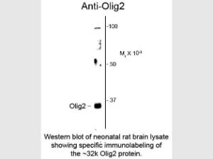 OLIG2 antibody 100 μl
