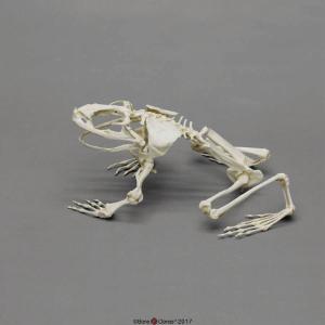 Goliath Frog Skeleton, Articulated