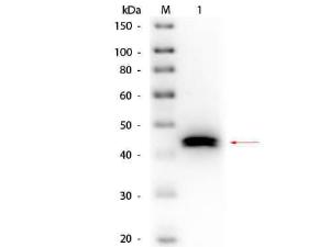 Pepsin antibody (Biotin) 25 μl