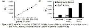 HDAC2 Immunoprecipitation (IP) and Activity Assay Kit, BioVision