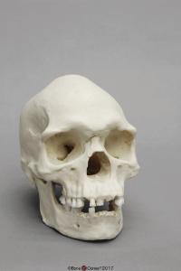Human Male Australian Aboriginal Skull