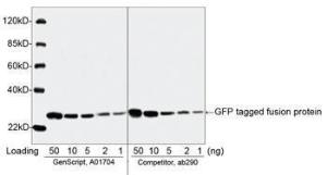 Anti-GFP Tag Rabbit Polyclonal Antibody