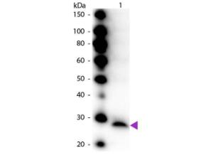 TRYP antibody (HRP) 100 μg