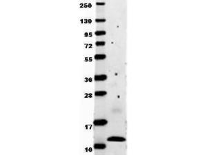 Anti-MCP-1 antibody (RB)