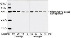 Anti-V5 Tag Mouse Monoclonal Antibody [clone: 4C12E11]