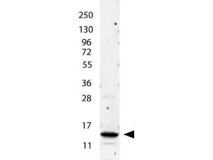 IL-2 antibody 100 μg