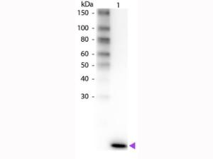 IL-2 antibody Biotin CONJ μg 10