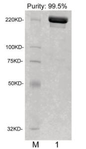 Anti-IgG Mouse Monoclonal Antibody [clone: 4H3G6]