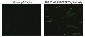 Anti-NWSHPQFEK Tag Mouse Monoclonal Antibody [clone: 5A9F9]