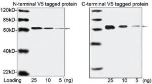 Anti-V5 Tag Mouse Monoclonal Antibody [clone: 4C12E11] (Biotin)