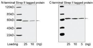 Anti-NWSHPQFEK Tag Mouse Monoclonal Antibody [clone: 5A9F9] (Biotin)