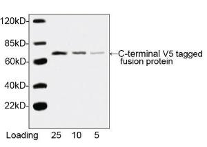 Anti-V5 Tag Mouse Monoclonal Antibody [clone: 4C12E11] (HRP (Horseradish Peroxidase))