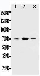 Anti-SDHB Rabbit Polyclonal Antibody