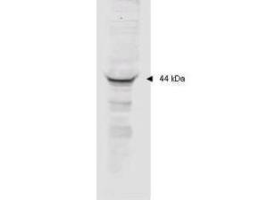 Anti-mapkap kinase 2(RAB)100 μg