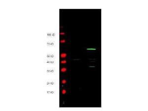 Anti-MYC epitope TAG (RB)